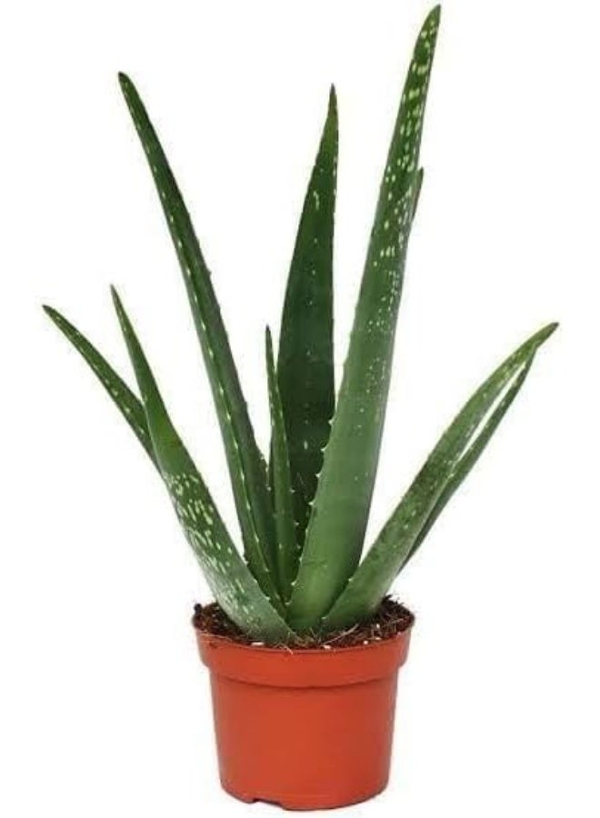 نبات الصبار الحي، نبات عصاري طبي للأماكن الداخلية، مجموعة من 2 نبات في أصيص - Image 2